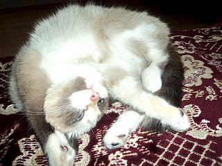 1920 X 1440 318.9 Kb 1920 X 1440 952.7 Kb -