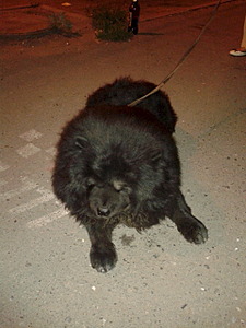 1920 X 2560 287.4 Kb 1920 X 1440 664.8 Kb 1920 X 1440 548.5 Kb    -  