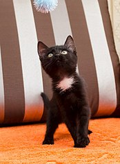 439 X 604  48.3 Kb  -  ,   !