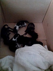 768 X 1024 105.3 Kb 774 X 518 59.1 Kb 1280 X 1007 240.0 Kb 1280 X 767 150.0 Kb 1,5 мес. котята