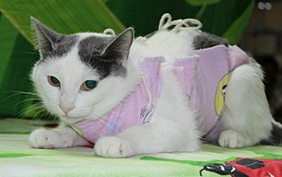 1280 X 803 127.4 Kb 1,5 мес. котята