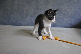 1162 X 778  93.9 Kb 1280 X 803 127.4 Kb 1,5 мес. котята
