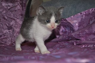 774 X 518  58.2 Kb 1162 X 778  93.9 Kb 1280 X 803 127.4 Kb 1,5 мес. котята