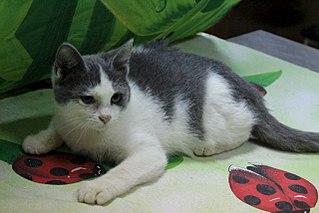 1280 X 853 188.4 Kb 1,5 мес. котята