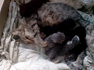 1280 X 960 212.0 Kb 774 X 518  55.5 Kb 1280 X 853 188.4 Kb 1,5 мес. котята