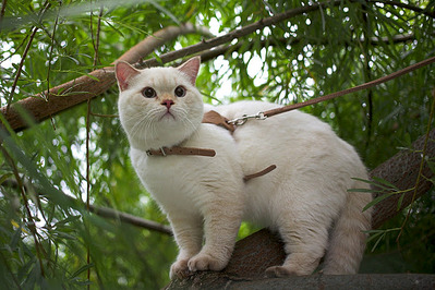 698 X 465 105.0 Kb Питомник'Gem Sweet'.Любимые британские ПЛЮШКИ.Британские котята: белые,голубые