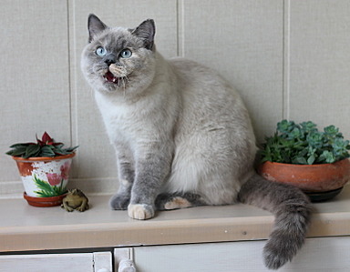 769 X 600 125.2 Kb 800 X 593 136.9 Kb Питомник'Gem Sweet'.Любимые британские ПЛЮШКИ.Британские котята: белые,голубые