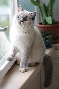 400 X 600 80.0 Kb 769 X 600 125.2 Kb 800 X 593 136.9 Kb Питомник'Gem Sweet'.Любимые британские ПЛЮШКИ.Британские котята: белые,голубые
