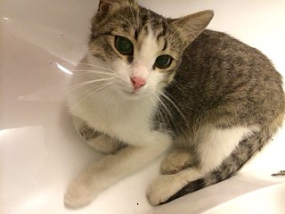 960 X 720 110.1 Kb 1,5 мес. котята