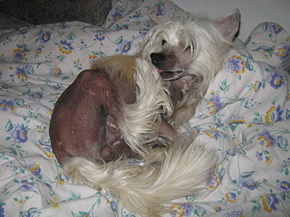 1920 X 1440 858.7 Kb Китайская-хохлатая куколка- Габи и ее детки! У нас родились малыши!