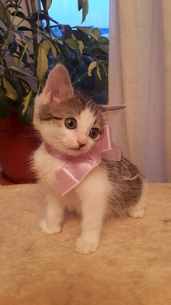 454 X 807 54.7 Kb 807 X 454 54.4 Kb 807 X 454 52.5 Kb Маленький котенок-девочка в добрые руки.