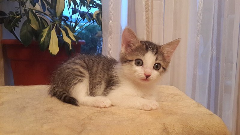 807 X 454 56.8 Kb 454 X 807 54.7 Kb 807 X 454 54.4 Kb 807 X 454 52.5 Kb Маленький котенок-девочка в добрые руки.