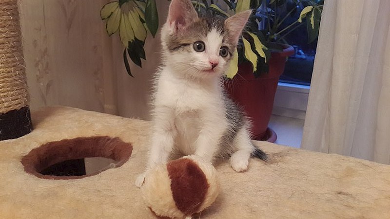 807 X 454 56.7 Kb 807 X 454 56.8 Kb 454 X 807 54.7 Kb 807 X 454 54.4 Kb 807 X 454 52.5 Kb Маленький котенок-девочка в добрые руки.