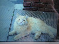 200 x 150 SOS! Котик на Тимирязева нуждается в помощи!