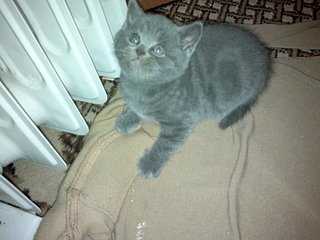 1920 X 1440 325.5 Kb  ,   