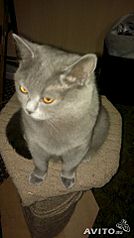 269 X 480  16.6 Kb 1920 X 1440 325.5 Kb  ,   