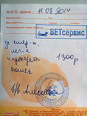 480 X 640 58.6 Kb Кошки в стационаре Ветсервиса. Нужна материальная помощь!