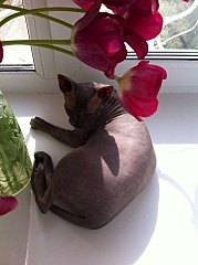 716 X 960 112.9 Kb Кошечка донского сфинкса ищет котика :)