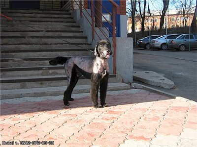 400 x 300 399 x 266 398 x 266 398 x 266 БУРМЫ- шелковые пантеры. Питомник бурманских кошек 'NATIZE'.