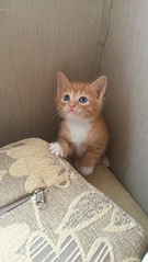 1836 X 3264 289.7 Kb Отдам котят в добрые руки )