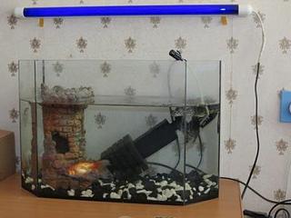 448 X 336 23.6 Kb 448 X 336 34.0 Kb Продам черепаху красноухую с аквариумом
