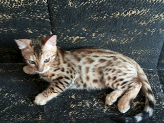 1920 X 1440 735.5 Kb  