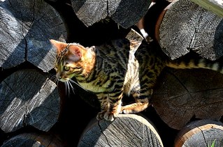 604 X 400 82.6 Kb Бенгальская порода