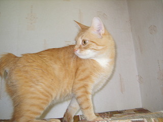 1920 X 1440 445.7 Kb 1920 X 1440 427.1 Kb SOS,      