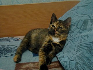 1280 X 960 195.1 Kb 1280 X 960 215.4 Kb 768 X 1024  92.7 Kb ,     