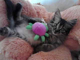 320 x 240 240 X 320 63.7 Kb 320 x 240 - 