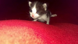 807 X 456 41.5 Kb срочно нужна кормящая кошка или передержка котятам сироткам