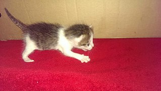 807 X 456 65.3 Kb 807 X 456 41.5 Kb срочно нужна кормящая кошка или передержка котятам сироткам