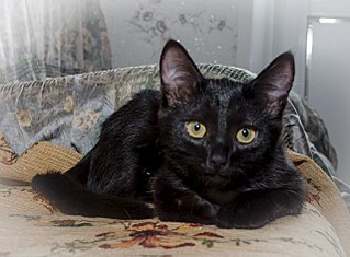 1280 X 941 180.8 Kb 1257 X 1024 315.7 Kb 1280 X 895 219.8 Kb Очень срочно нужна передержка!