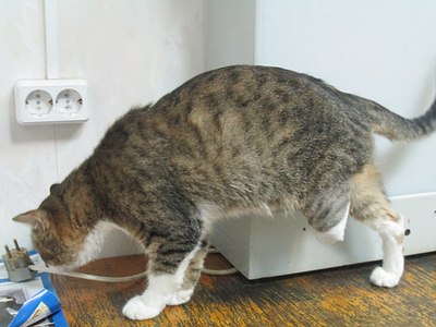 1280 X 960 165.3 Kb ������ ��� � ������ ����.