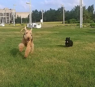 631 X 575 128.1 Kb Шиншиллы Из Династии Чин-Чин и девчонки-скотчонки) есть шиншиллята