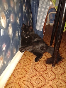 1920 X 2560 389.5 Kb 1920 X 2560 233.7 Kb      !