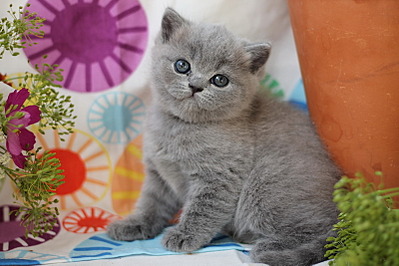 800 X 533 156.6 Kb 800 X 532 157.7 Kb Питомник'Gem Sweet'.Любимые британские ПЛЮШКИ.Британские котята: белые,голубые