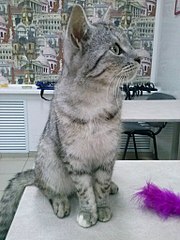 768 X 1024 154.7 Kb 768 X 1024 141.1 Kb Кот окраса "вискас" в добрые руки!