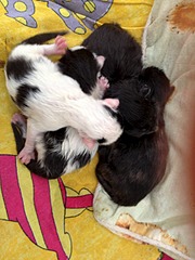 1920 X 2560 996.1 Kb SOS!     !