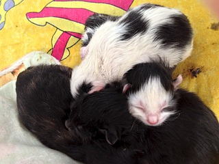 1920 X 1440 525.0 Kb 1920 X 2560 996.1 Kb SOS!     !