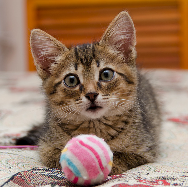 1920 X 1912 909.4 Kb Котенок в добрые руки