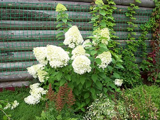 1920 X 1440 1004.5 Kb 1920 X 1440 508.3 Kb Гортензии на наших участках