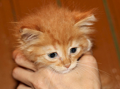 1920 X 1418 356.7 Kb   (  )   .