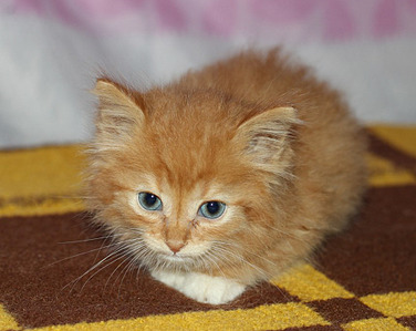 1920 X 1528 457.9 Kb   (  )   .