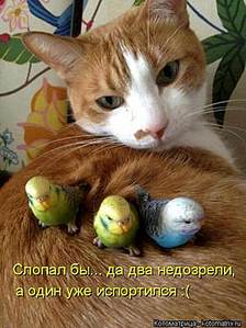301 X 402 23.3 Kb 502 X 409 40.6 Kb 472 X 461 38.4 Kb 341 X 697 27.6 Kb 476 X 601 28.3 Kb Улыбнемся?