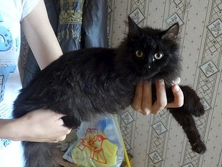 604 X 453 56.6 Kb 450 X 600 37.1 Kb Кошки в стационаре Ветсервиса. Нужна материальная помощь!
