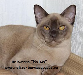 285 x 256 ���������� ��������.