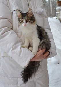 724 X 1024 100.2 Kb Бонифаций. Молодой, очень ласковый котик ищет дом.