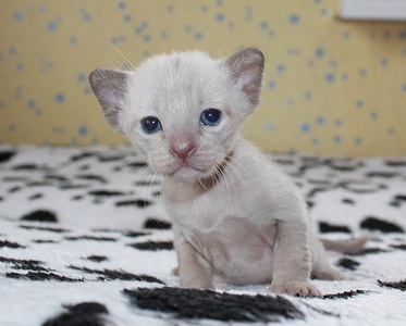 711 X 571 109.2 Kb ���������� ��������.