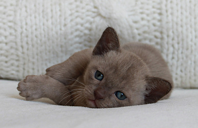 1821 X 1179 328.9 Kb 711 X 571 109.2 Kb ���������� ��������.